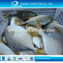 chinese sea export frozen golden pomfret fish