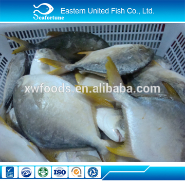chinese sea export frozen golden pomfret fish