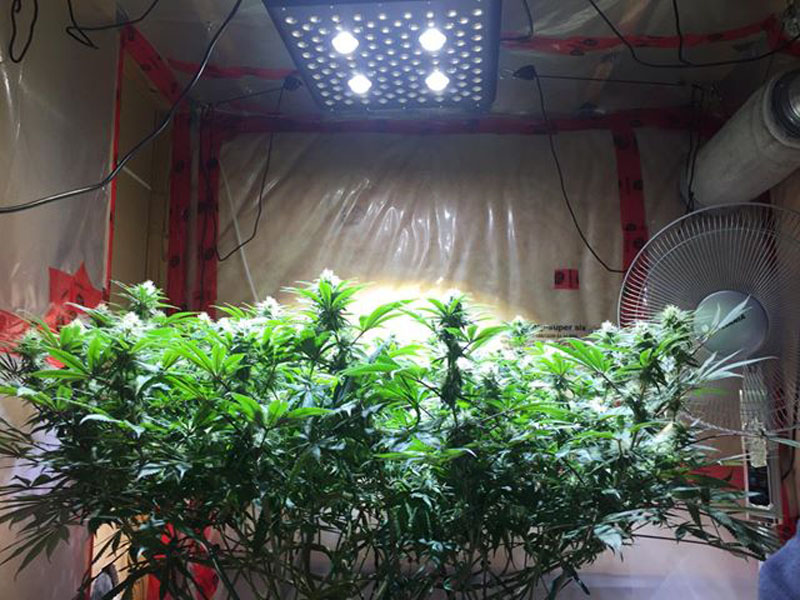 weed led grow light