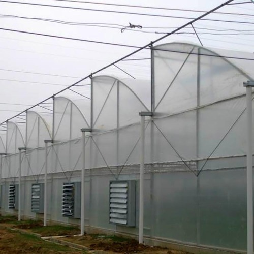 Polytunnel greenhouses growing vegetables