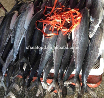 sea food/ spanish mackerel