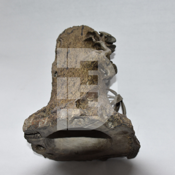 Stone tree root pen container