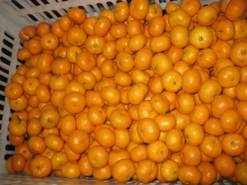 Fresh Good Qulality Baby Mandarin Orange