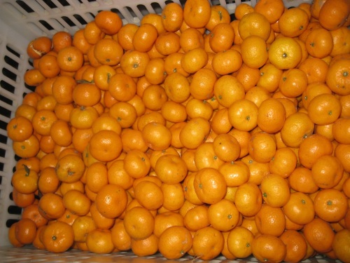 Fresco Bom Qulality Bebê Mandarina Laranja