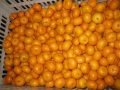 Segar Qulality Baik Bayi Mandarin Orange