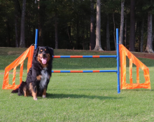 Dog Agility Jump Set
