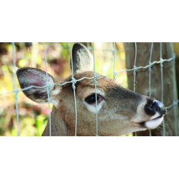 3 Dimensional Deer Fence