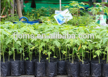 Black plastic pot for seedling nursery