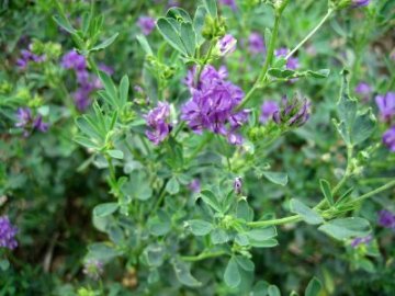 Alfalfa Extract