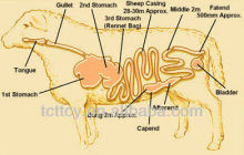 sheep casings A AB B BC C grade