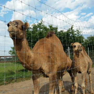 Best Selling Hog, Sheep, and Goat Field Fences