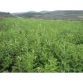 Astragalus-Wurzel-Extrakt 40% Extrakt