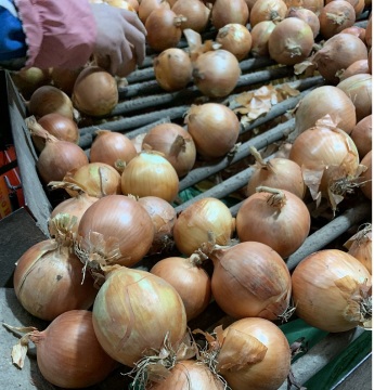 fresh yellow onion export to Indonesia