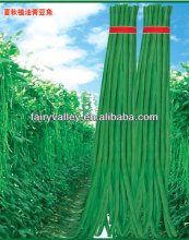 Green Cowpea Seeds Green Long Bean Seeds For Cultivation