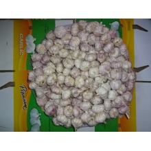 Normal White Garlic 2020 Hot Sale