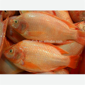 tilapia tilapia rouge red tilapia