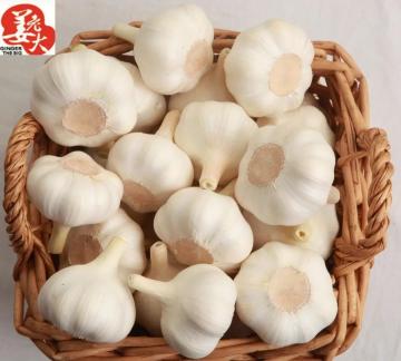 Chinese Whossale Low Price Best Garlic
