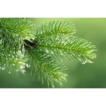 Pure natural Pine needle essential oil