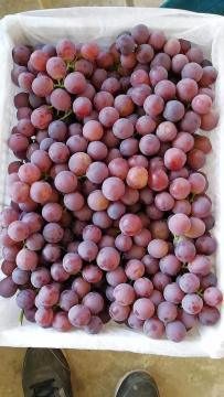 Red Seedless grapes nutrition
