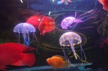 jellyfish jellyfish aquarium inflatable jellyfish