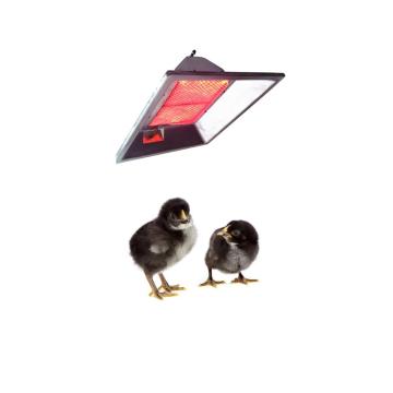 Gas fired infrared heater for breeding chicks