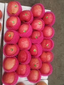 Class 1 Full color fuji apple