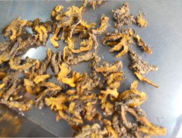 The coptis chinese herb