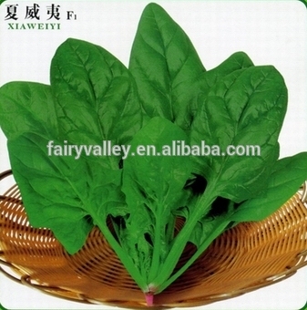 Hybrid spinach seeds