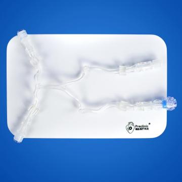 Posterior Cerebral Circulation Vessel Model