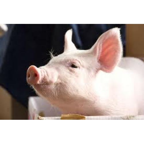 Animal feed enzymes to improve piglets digestion