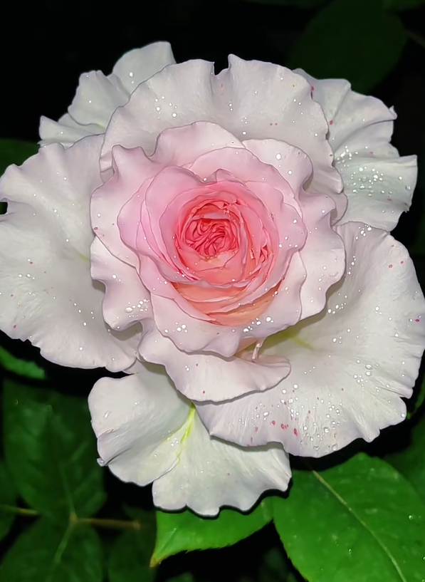 রোজেল রোজ Roselle Rose