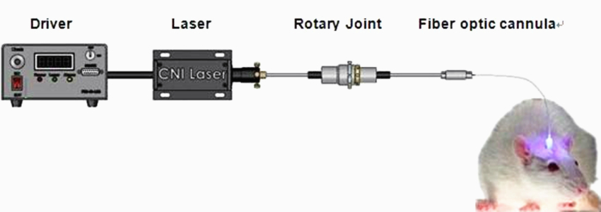 sistema de optogenética láser laser optogenetics system