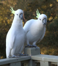 Cockatoo parrots and fertile Cockatoo parrot eggs