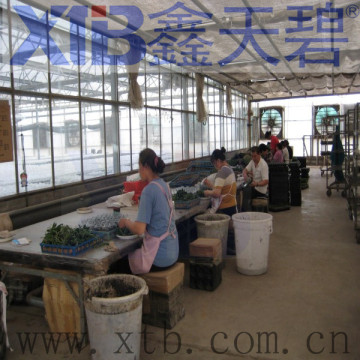 High Quality Galvanized steel structure Glass Green House