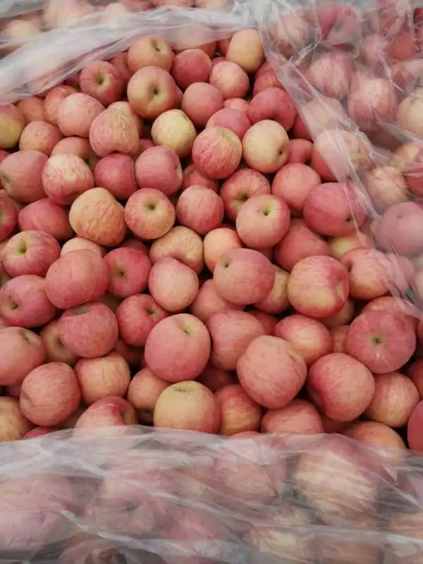 Factory Price Fresh Red FUJI Apple From Shandong