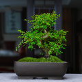 Potenciômetros de planta bonsai clássicos para bonsai interior