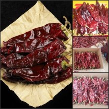 Chinese dried red chili distributors Dry Red Hot Pepper / Chaotian chili / Tianying chili