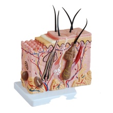 DARHMMY 70x Enlarged Anatomical Human Skin Model for Medical Dermatological Anatomy