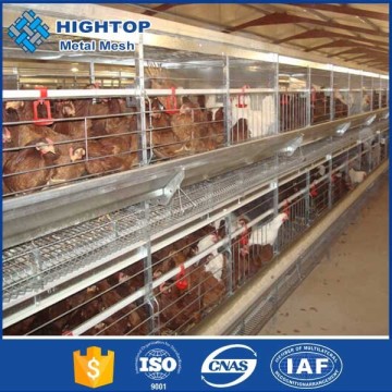 china supplier automatic feeders for poultry chickens with free layout design