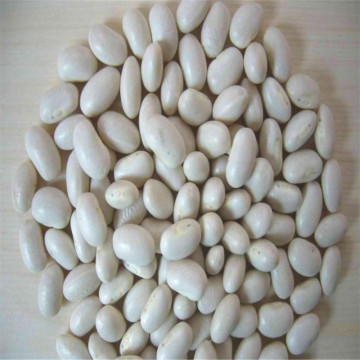 White Kidney Beans, Japanese White Kidney Beans