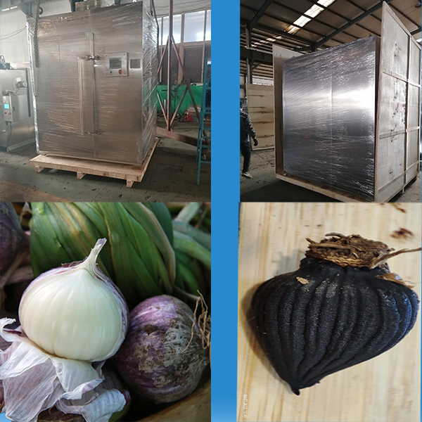 solo black garlic production 