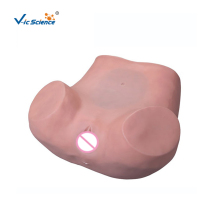 Gynecological Training Medical Model