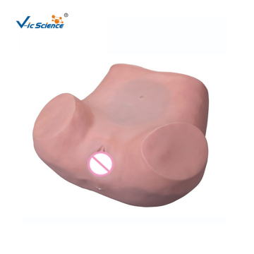 Gynecological Training Medical Model