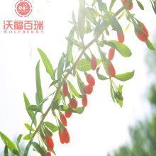 Wolfberry / Lycium Barbarum / Healthy Goji Berry