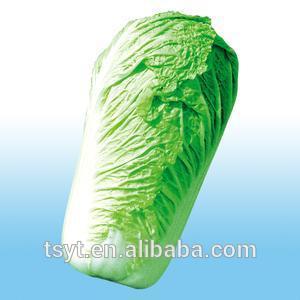 Fresh long cabbage in 2014 the best seller with good quality