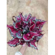 begonia 4 for sale