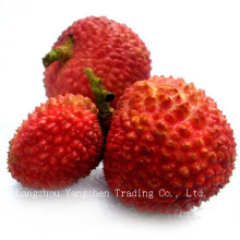 Wholesale Canned Lychee Factory Price