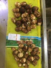 New Harvested Fresh Taro