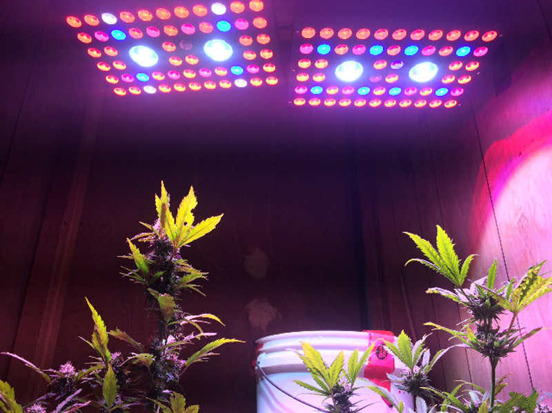 Luz de cultivo LED COB de 1200w de alto brillo