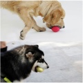 Rugby Pet Pall Pall Dente Deplowing Allenamento giocattoli per cani